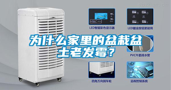 為什么家里的盆栽盆土老發(fā)霉？