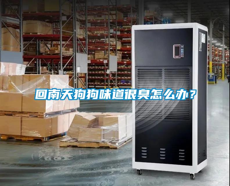 回南天狗狗味道很臭怎么辦？